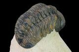 Reedops Trilobite - Foum Zguid, Morocco #165966-3